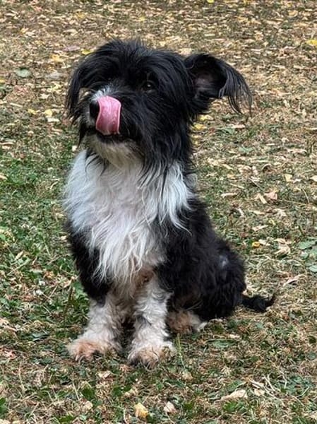 FINJA-zuckersüße Yorkshire-Terrier-Mix-Hündin