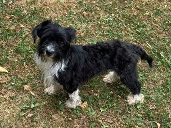 FINJA-zuckersüße Yorkshire-Terrier-Mix-Hündin
