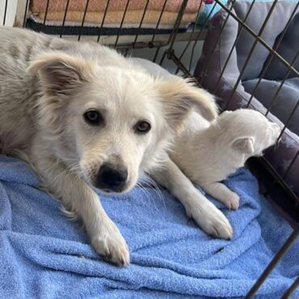Gracie💕taffe, kleine Hündin in 25578 Neuenbrook