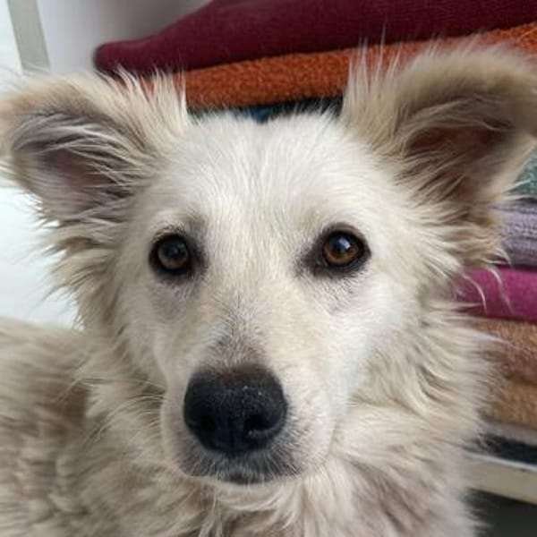 Gracie💕taffe, kleine Hündin in 25578 Neuenbrook