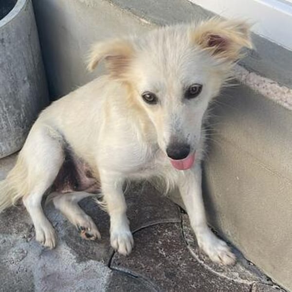 Gracie💕taffe, kleine Hündin in 25578 Neuenbrook