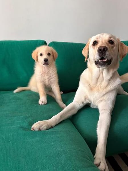 Rudolf, kleiner Welpe sucht neue Familie