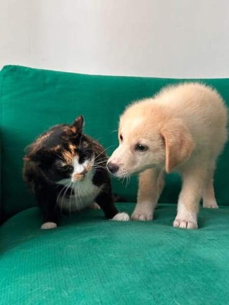 Rudolf, kleiner Welpe sucht neue Familie
