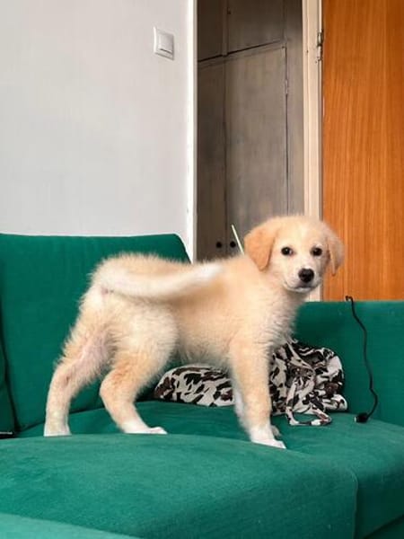 Rudolf, kleiner Welpe sucht neue Familie
