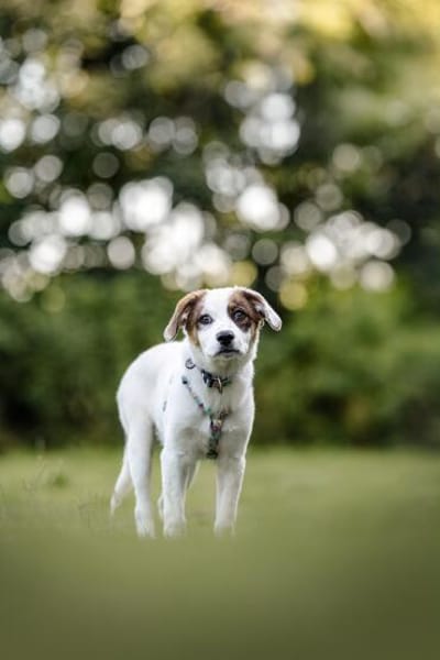Entdecker MURPHY sucht seine Familie