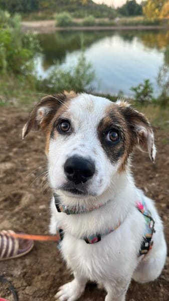 Entdecker MURPHY sucht seine Familie