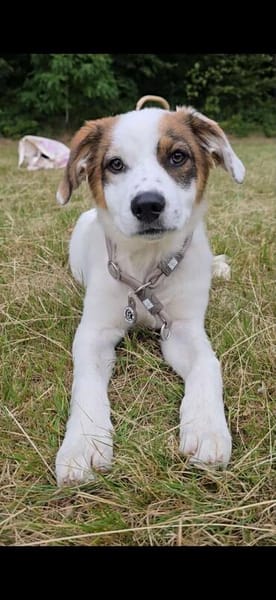 Entdecker MURPHY sucht seine Familie