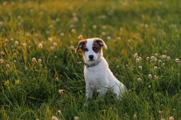 Entdecker MURPHY sucht seine Familie