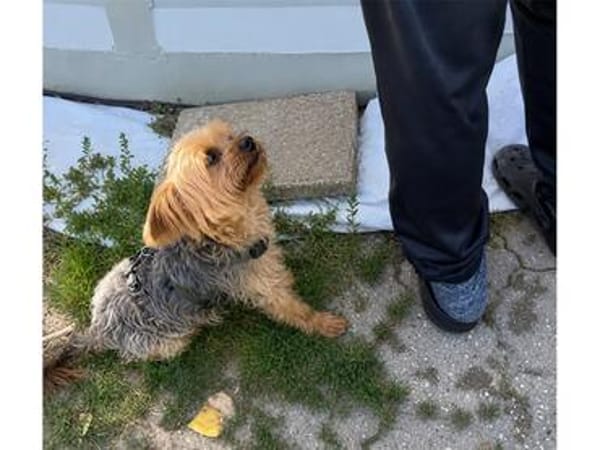 Krümmel - wartet in 91161 Hilpolstein