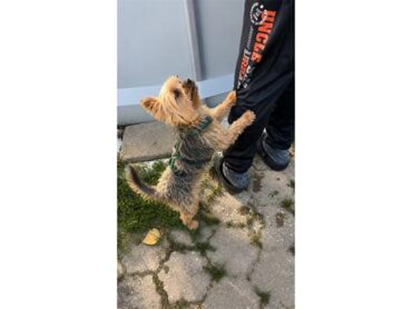 Krümmel - wartet in 91161 Hilpolstein