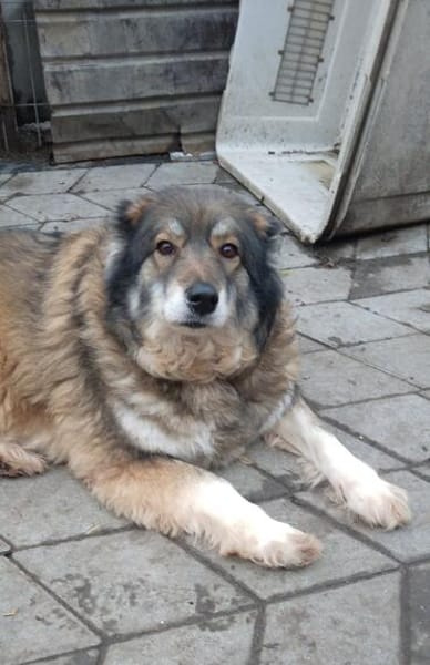 Yvette, fröhliche Hündin sucht Familie