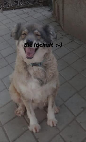 Yvette, fröhliche Hündin sucht Familie