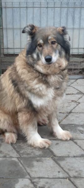 Yvette, fröhliche Hündin sucht Familie