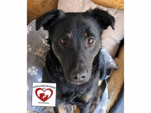 Rollo sucht sein Zuhause/Pflegestelle