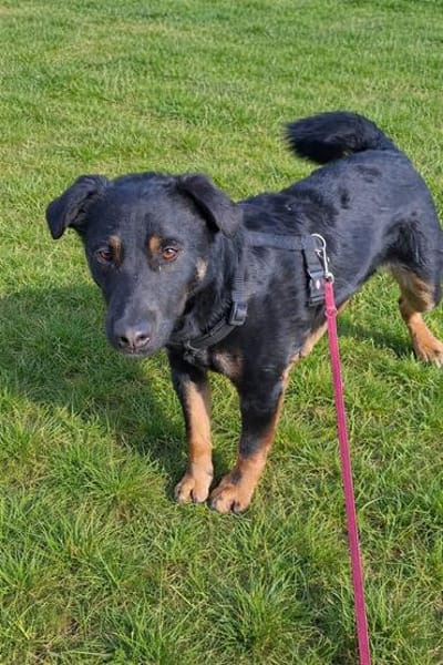 Rollo sucht sein Zuhause/Pflegestelle