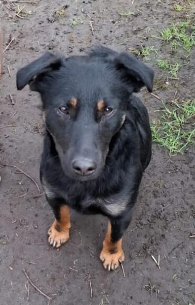 Rollo sucht sein Zuhause/Pflegestelle