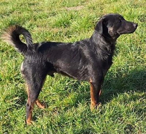 Rollo sucht sein Zuhause/Pflegestelle