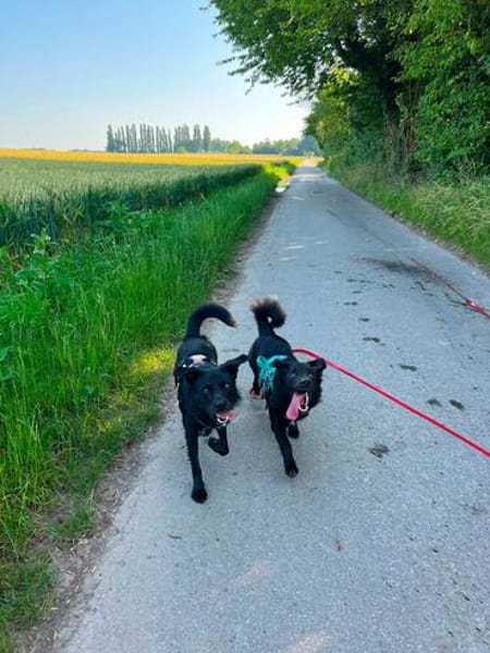Nero, Junghund sucht eigene Familie