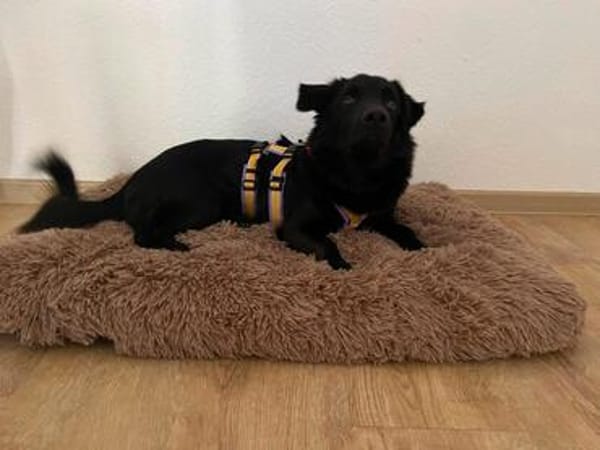 Nero, Junghund sucht eigene Familie