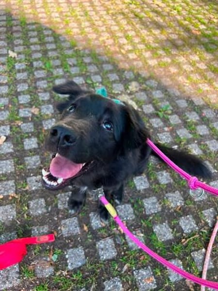 Nero, Junghund sucht eigene Familie