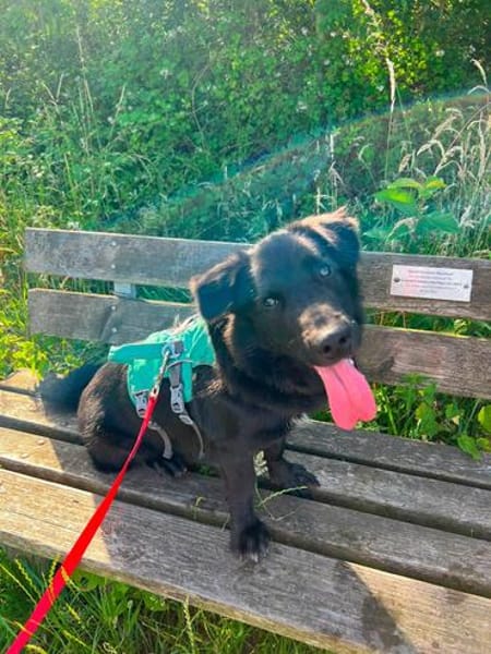 Nero, Junghund sucht eigene Familie