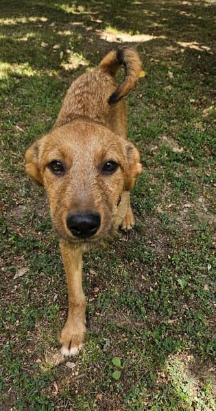 Max, ausgeglichener Welpe sucht Familie