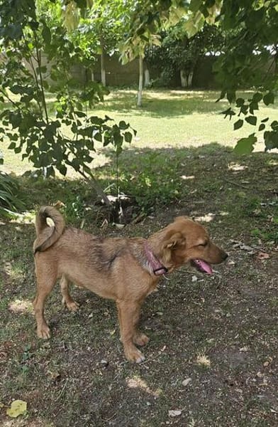 Max, ausgeglichener Welpe sucht Familie