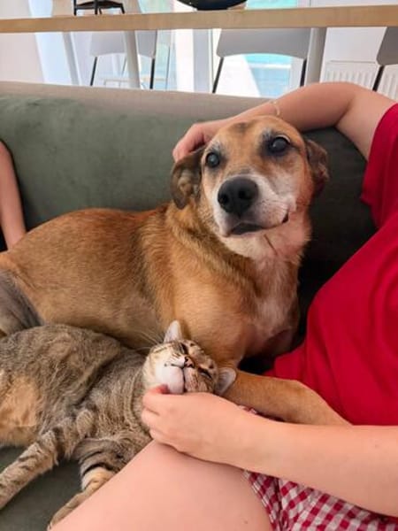 Opi Rex, lieber, ruhiger Hund sucht Zuhause