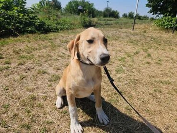 Marie, wundervoller Welpe sucht Zuhause