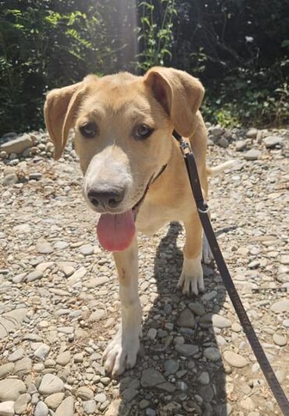 Marie, wundervoller Welpe sucht Zuhause