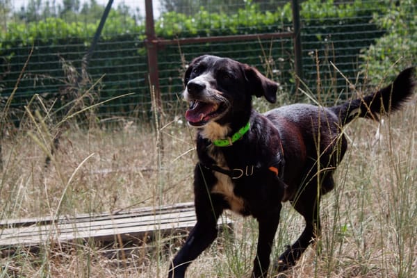 DENZEL(Réservé)