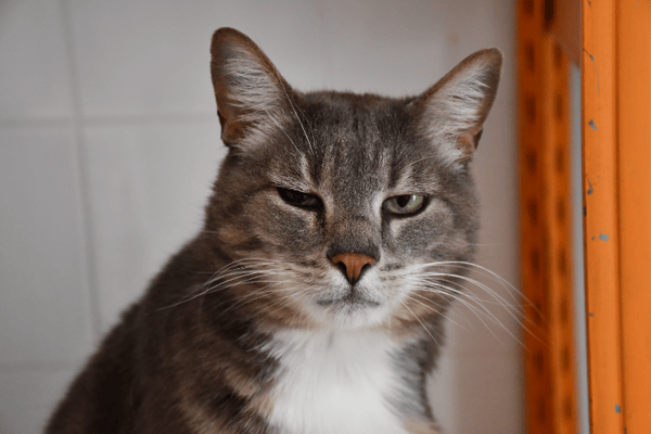 Tigrou