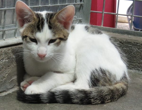 TIGROU