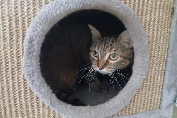 HERMINE