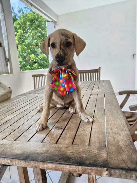 BIJOU, un cadeau en or