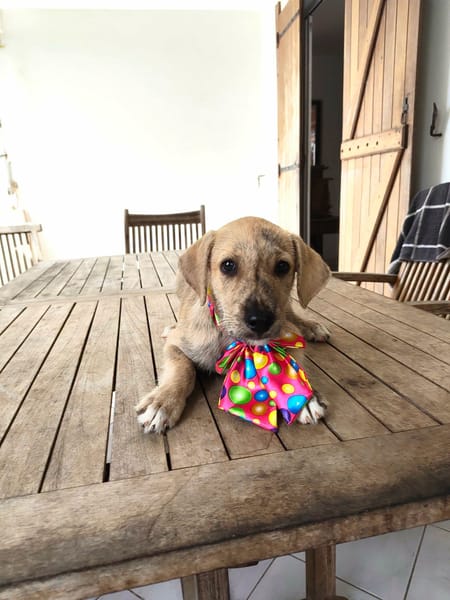 BIJOU, un cadeau en or