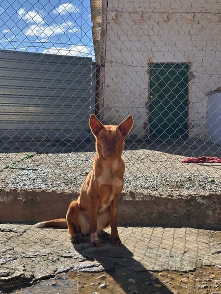SILVITA (Animalea)