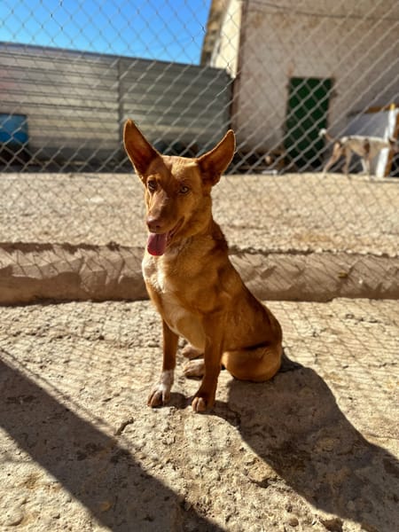 SILVITA (Animalea)