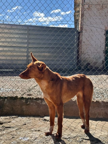 SILVITA (Animalea)