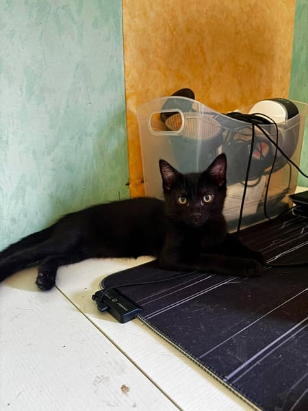 BLACKY