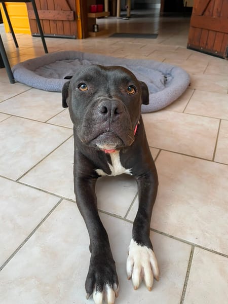 XENA, femelle croisée créole junior