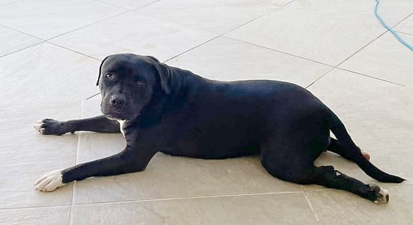 XENA, femelle croisée créole junior