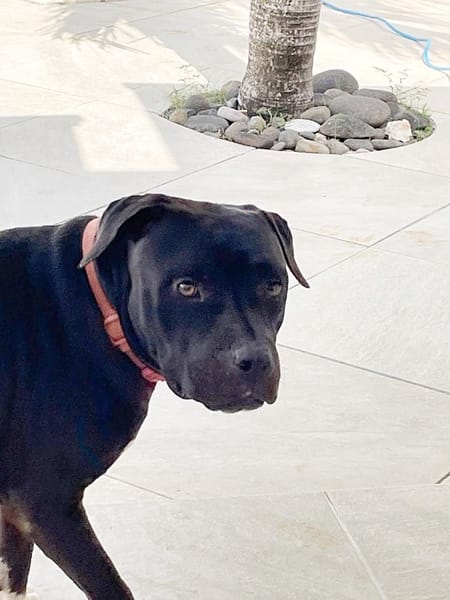XENA, femelle croisée créole junior