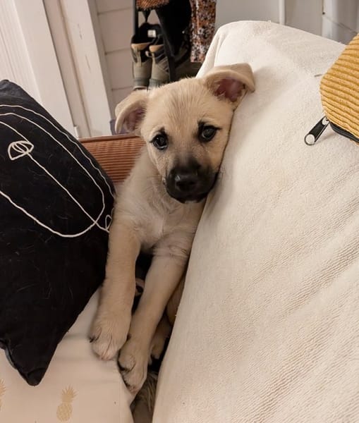 MOKA, chiot mâle Berger Créole