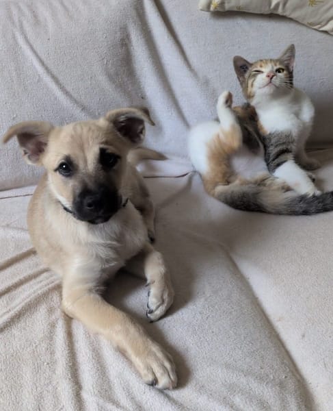 MOKA, chiot mâle Berger Créole