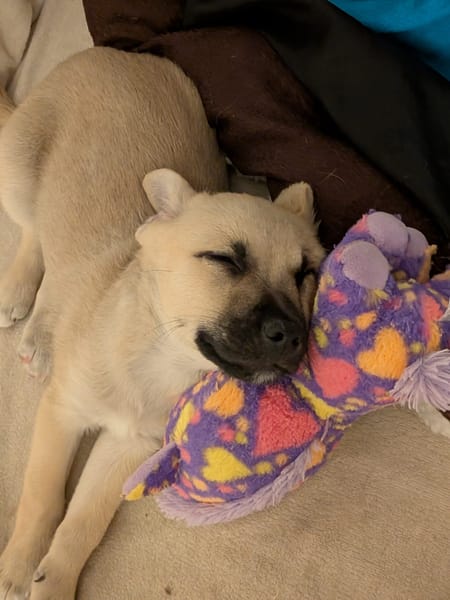 MOKA, chiot mâle Berger Créole