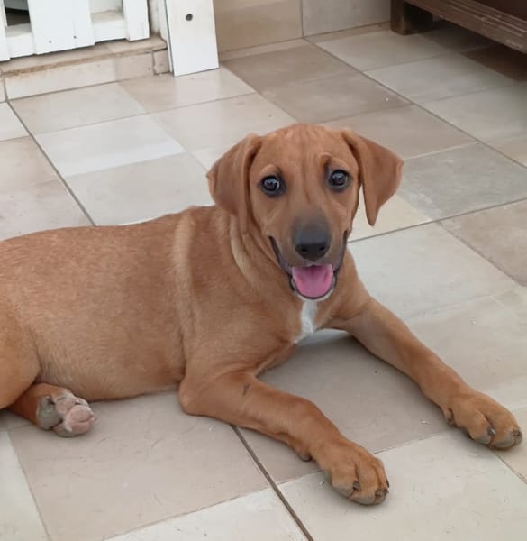 NUCCIOLA, chiot femelle croisée braque