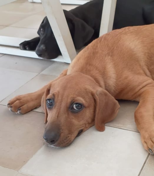 NUCCIOLA, chiot femelle croisée braque
