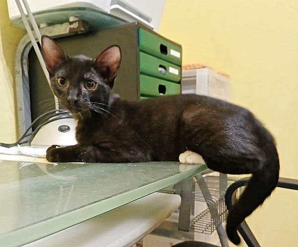 BLACKY, chaton mâle européen