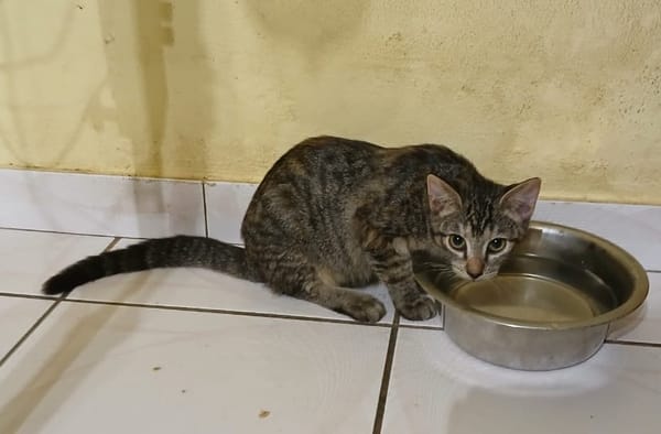 KATE, chaton femelle européen